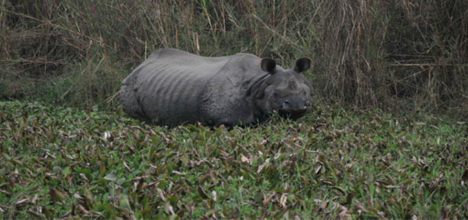 Chitwan National Park Tour